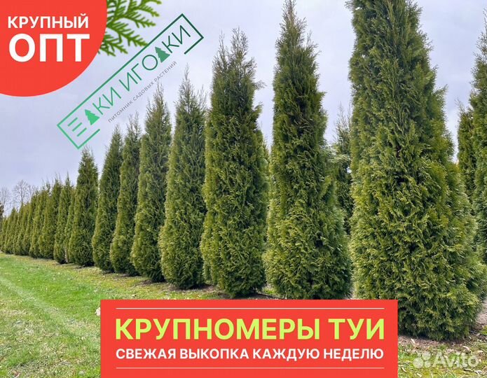 Туя Смарагд Высокие 5-6 м