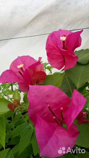 Бугенвиллея