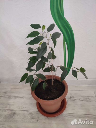 Фикус бенджамина