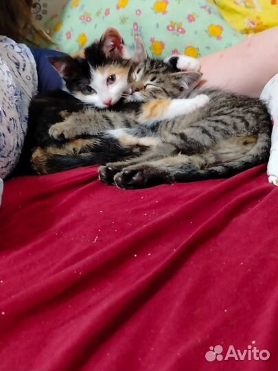 Котята ищут дом