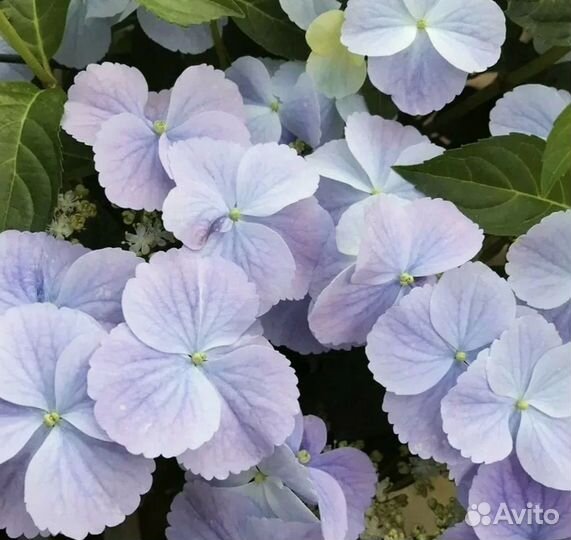 Гортензия Френч Болеро