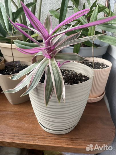 Домашнее растение цветок Традесканция Рео розовая