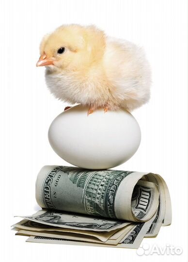 Разнорабочие в станице Холмская