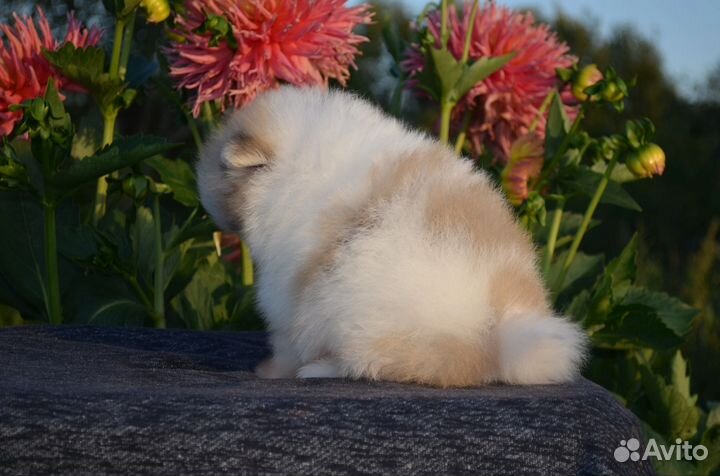 Шпиц девочка