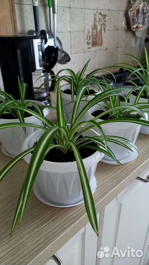 Хлорофитум