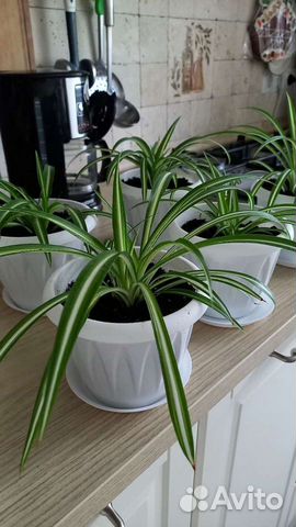 Хлорофитум