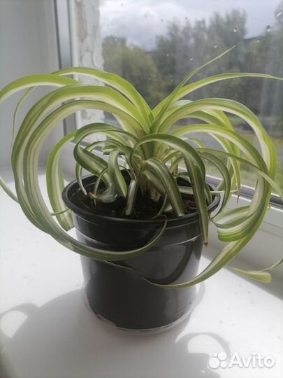 Хлорофитум кучерявый