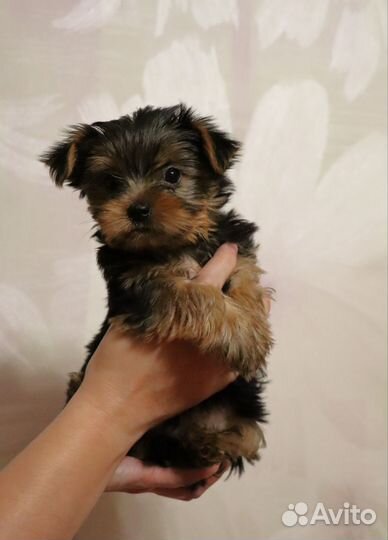 Йоркширский терьер щенки