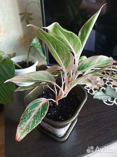 Аглонема крит