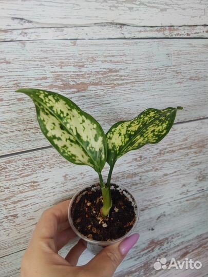 Дуранта, фикус,алоказии и др