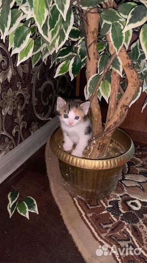 Отдам котенка в добрые руки