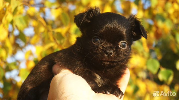 Чихуахуа супермини