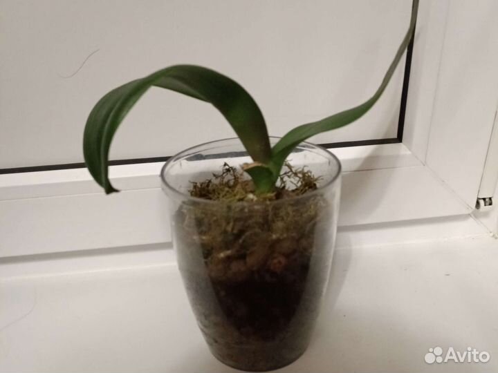 Фаленопсис Албуфера Азиатская орхидея