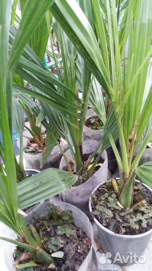 Финиковая пальма