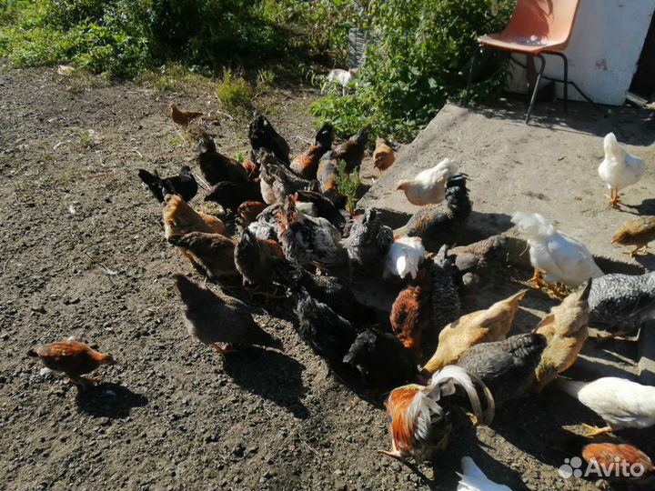 Куры гуси утки