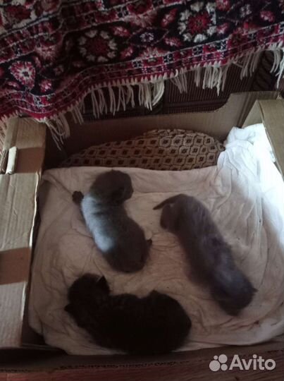 Котята ищут дом