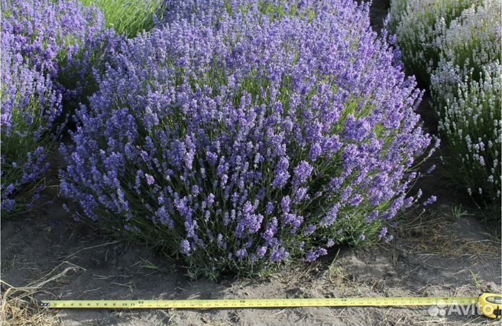 Лаванда саженцы