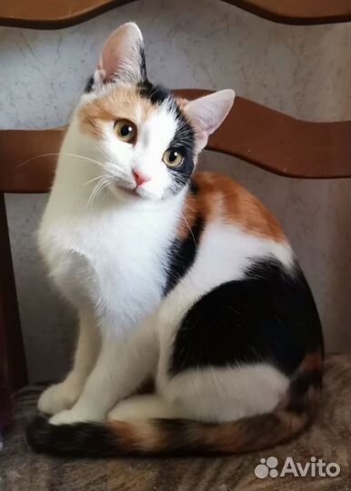 Ева ищет дом