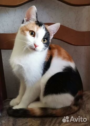 Ева ищет дом