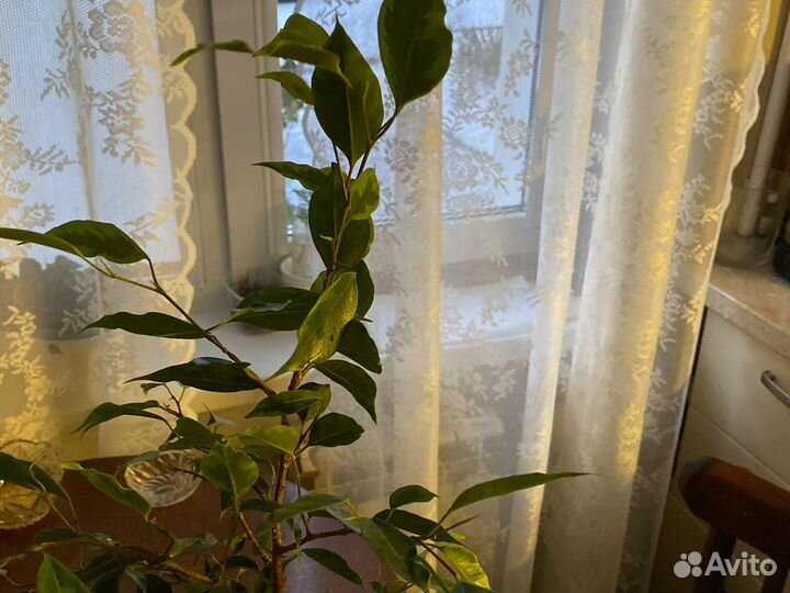 Фикус бенжамина