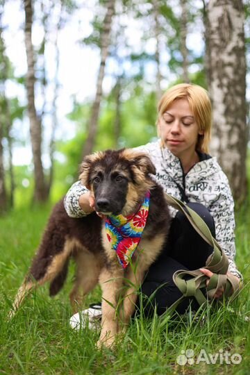 Собаки из приюта