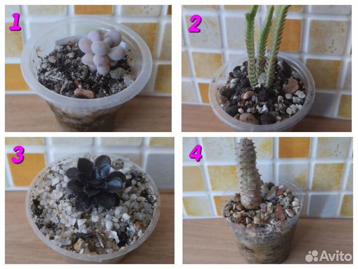 Суккуленты разные