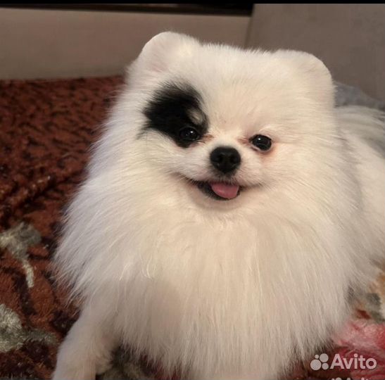 Шпиц померанский
