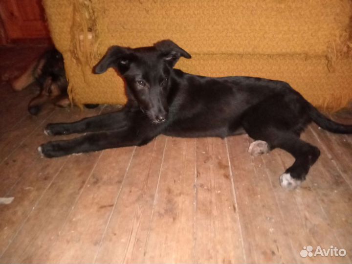 Собака в добрые руки щенок