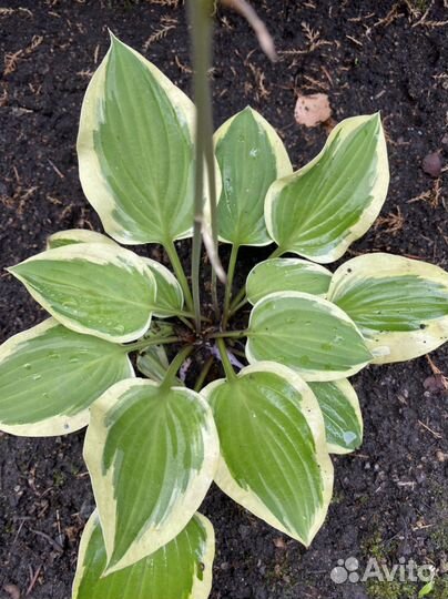 Хоста коллекционные