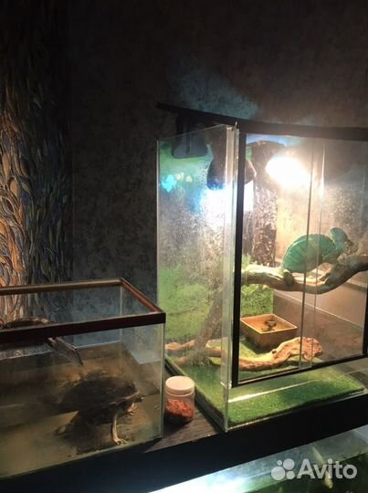 Террариум для рептилий бу