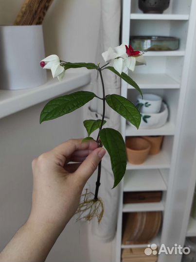 Клеродендрум Томпсона