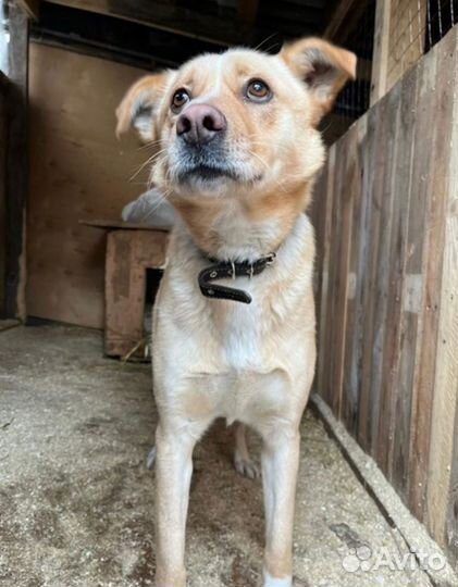 Чудная, душевная собака Рейси нуждается в хозяине