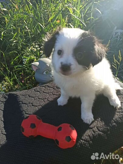 Щенки папийона