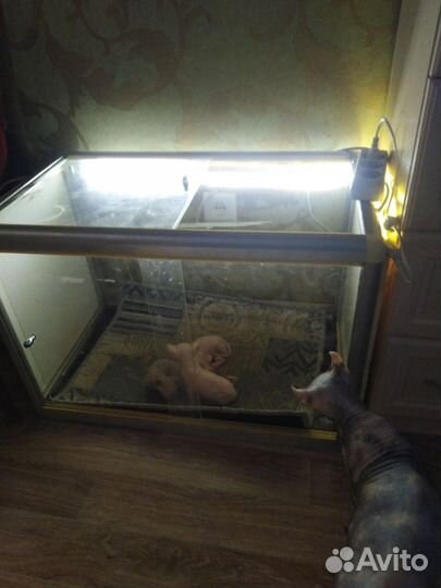 Клетка для животных