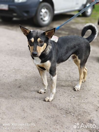 Лучший пес в мире ищет дом