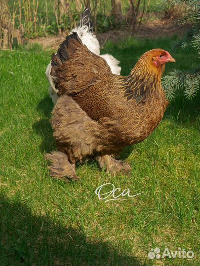 Куры, цыплята, яйцо инкубационное