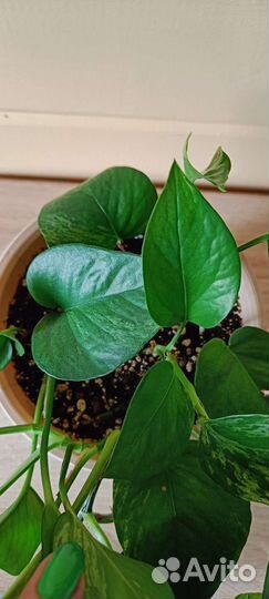 Сциндапсус (эпипремнум)