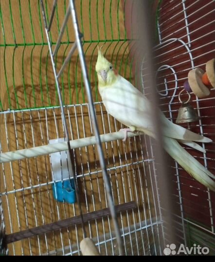 Попугай корелла