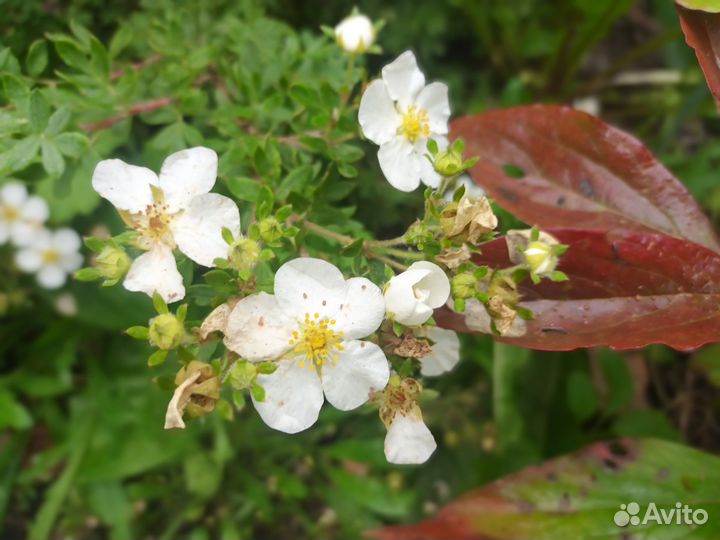 Лапчатка кустарниковая Абботсвуд (Abbotswood)