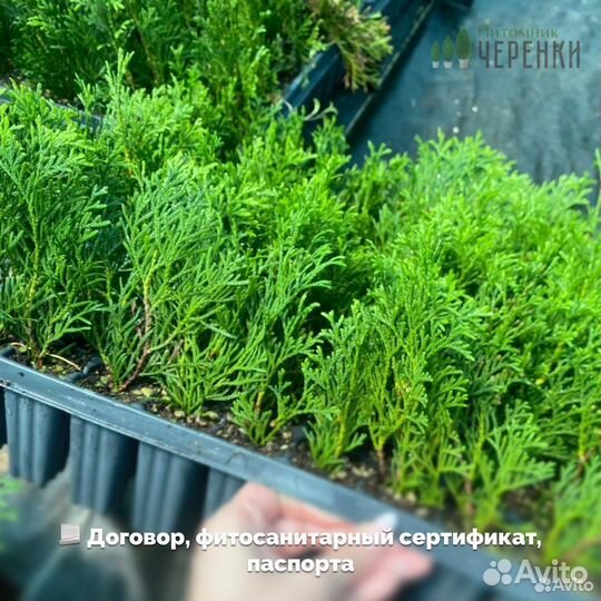 Саженцы туи оптом