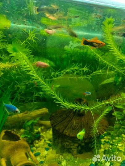 Аквариумные рыбки
