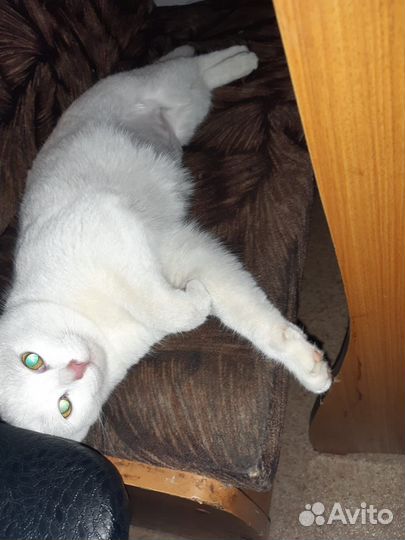 Стерилизованная кошечка