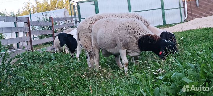 Дорпер черноголовый