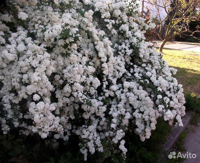 Спирея вангутта