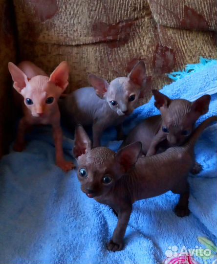 Канадский сфинкс