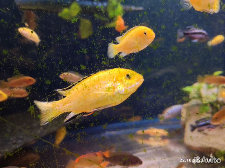 Рыба Цихлида (зебра, еллоу, яло риф, флавус)