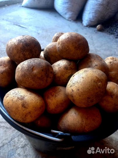 Продам Тамбовский картофель