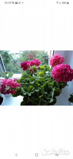 Пеларгония герань