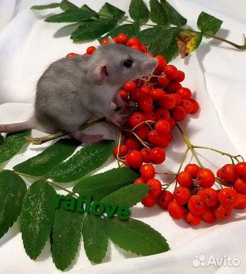 Крысята дамбо от rarlove