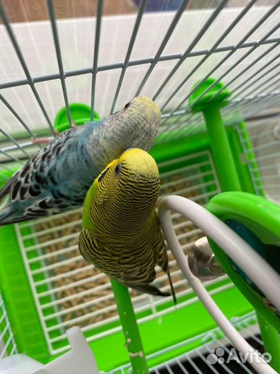 Попугай неразлучники с клеткой